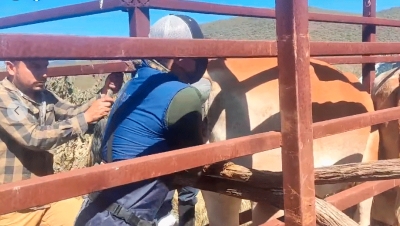 Buscan mejorar genética de ganado